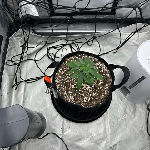 Pure Tranquility grow #2 growlog timeline photo