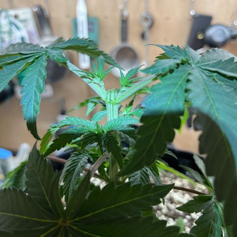 Pure Tranquility grow #2 growlog timeline photo