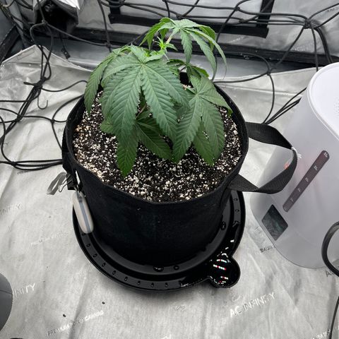 Pure Tranquility grow #2 growlog timeline photo