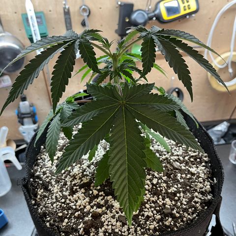 Pure Tranquility grow #2 growlog timeline photo