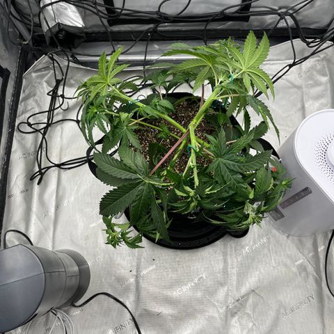 Pure Tranquility grow #2 growlog photo: Post LST