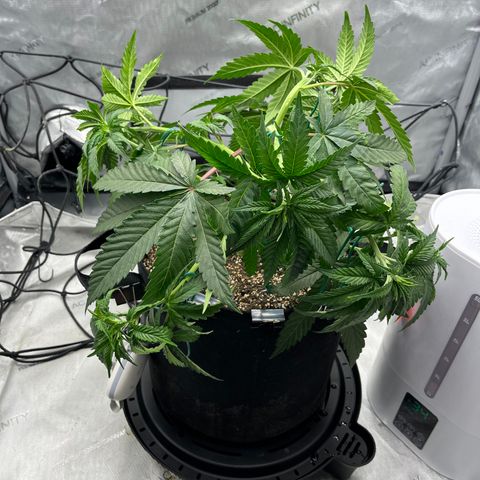 Pure Tranquility grow #2 growlog photo: Post LST