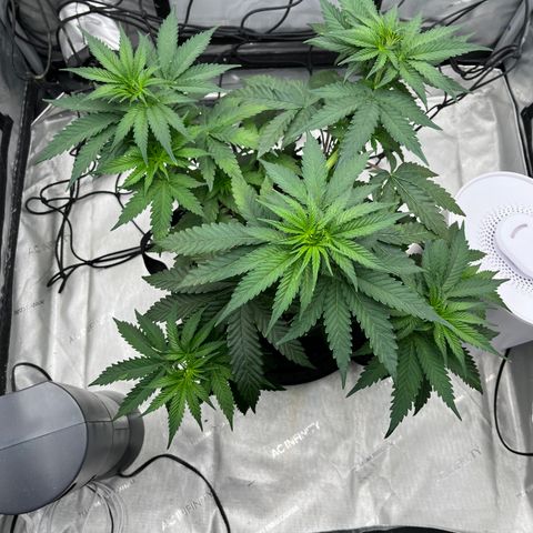 Pure Tranquility grow #2 growlog photo: Two days after LST