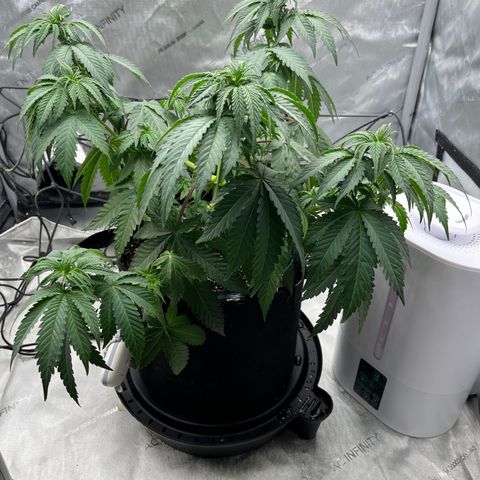 Pure Tranquility grow #2 growlog photo: Trellis net applied