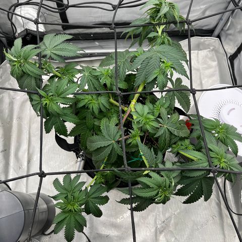 Pure Tranquility grow #2 growlog photo: Trellis net applied