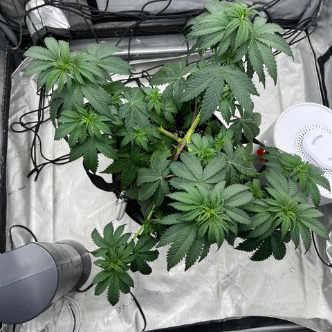 Pure Tranquility grow #2 growlog photo: Trellis net applied