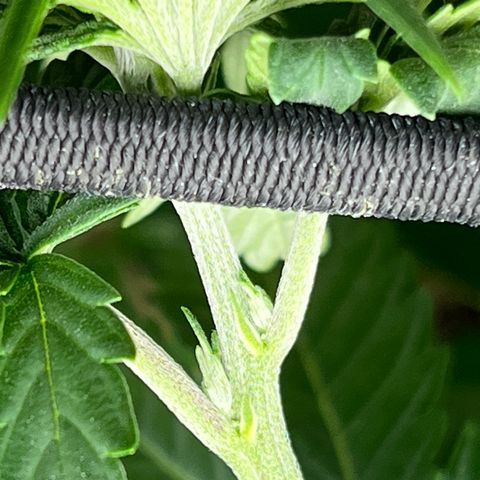 Pure Tranquility grow #2 growlog timeline photo