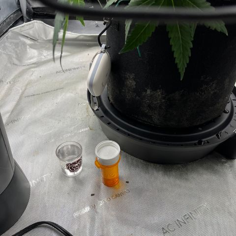 Pure Tranquility grow #2 growlog timeline photo