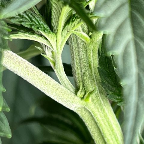 Pure Tranquility grow #2 growlog timeline photo
