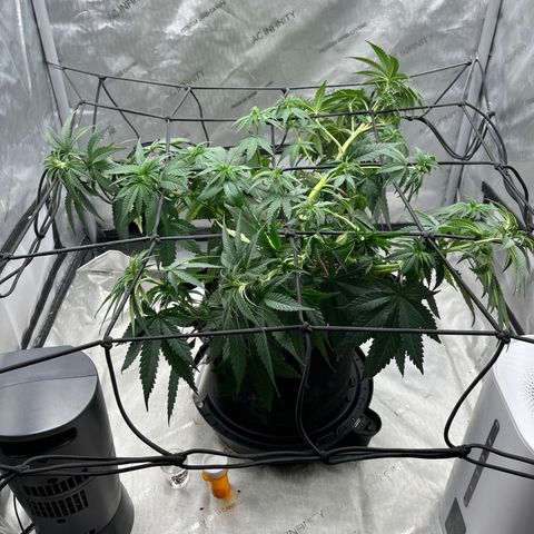 Pure Tranquility grow #2 growlog timeline photo