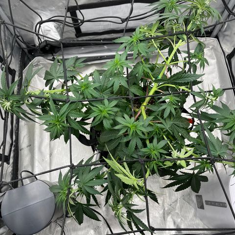 Pure Tranquility grow #2 growlog timeline photo