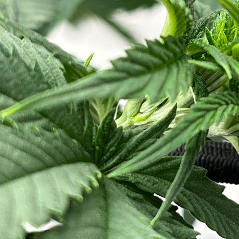 Pure Tranquility grow #2 growlog timeline photo