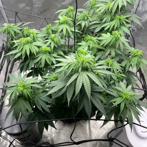 Pure Tranquility grow #2 growlog timeline photo