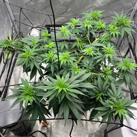 Pure Tranquility grow #2 growlog timeline photo