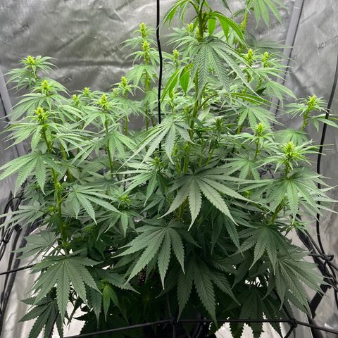 Pure Tranquility grow #2 growlog photo: Day 79 overall
Day 10 of flowering