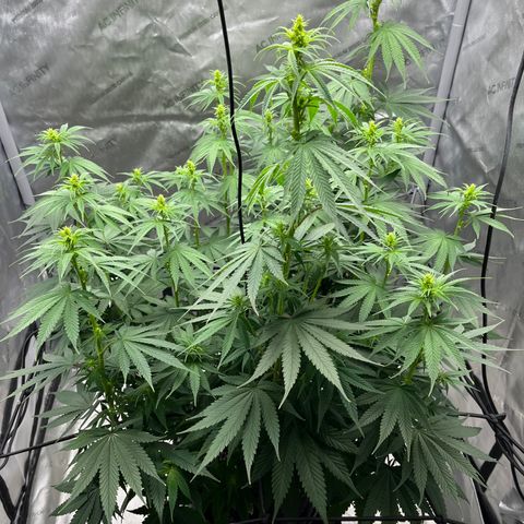 Pure Tranquility grow #2 growlog photo: Day 79 overall
Day 10 of flowering