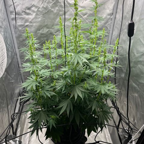 Pure Tranquility grow #2 growlog timeline photo
