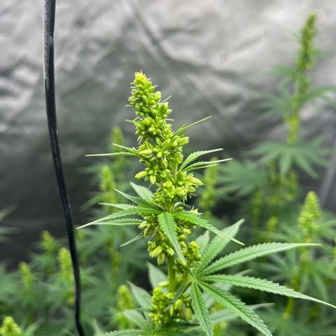 Pure Tranquility grow #2 growlog timeline photo