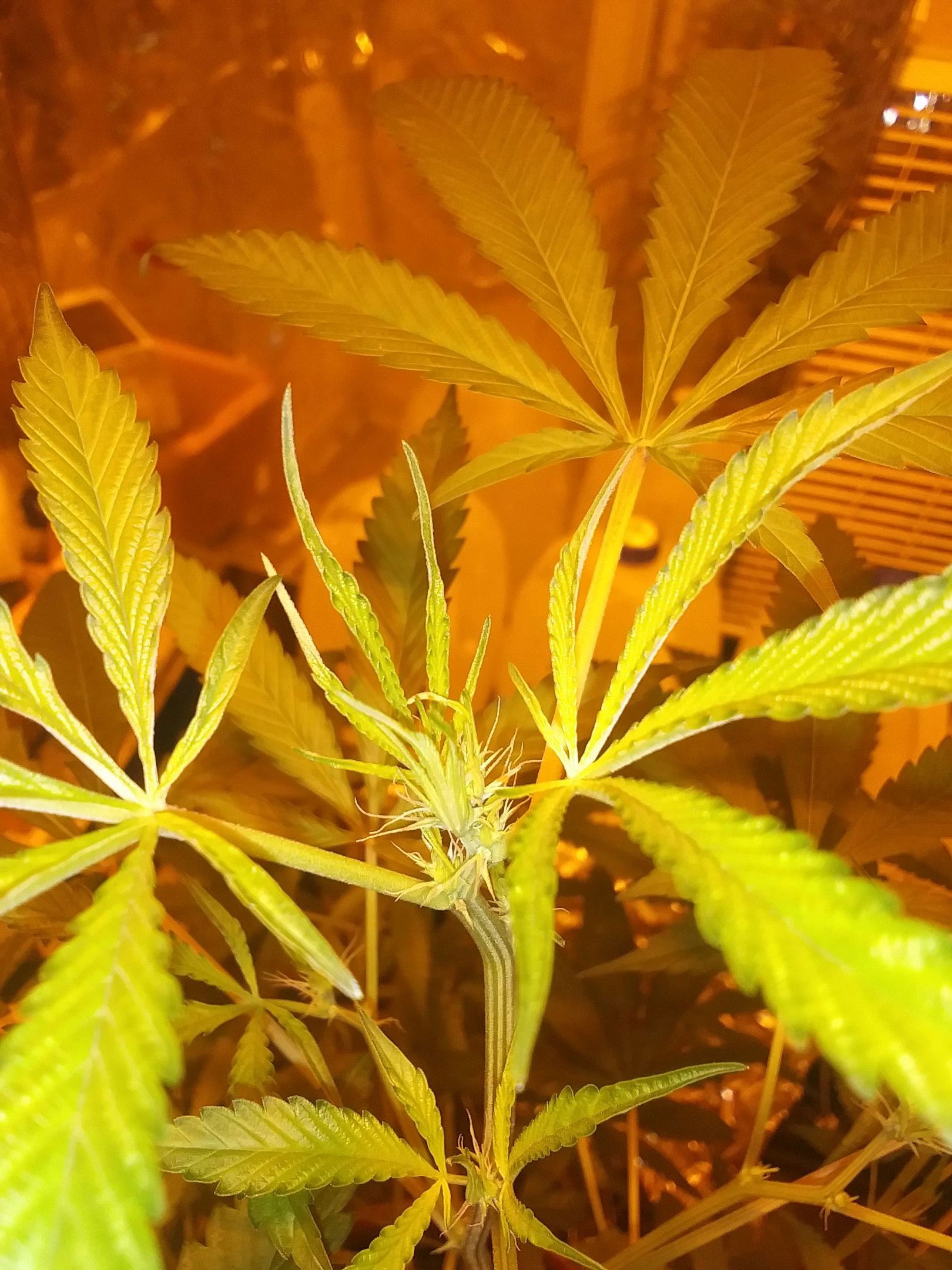 Unknown strain growlog header