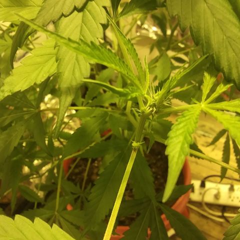 Unknown strain growlog photo