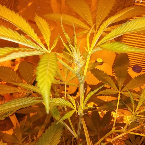 Unknown strain growlog photo