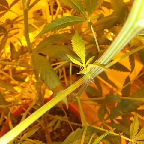 Unknown strain growlog photo
