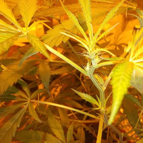 Unknown strain growlog photo: Pretty sure female and these are the nutrients i am using