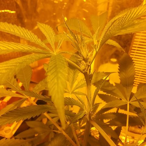 Unknown strain growlog photo: Pretty sure female and these are the nutrients i am using