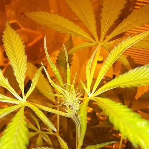 Unknown strain growlog photo