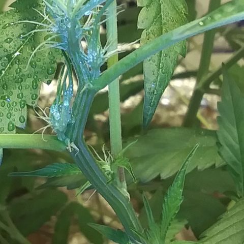 Unknown strain growlog photo: New pics
