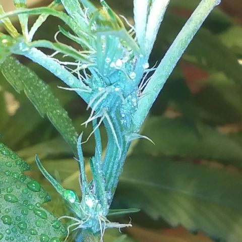 Unknown strain growlog photo: New pics