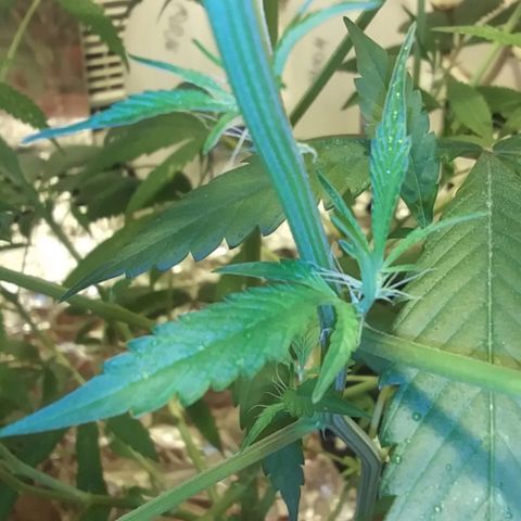 Unknown strain growlog photo: New pics