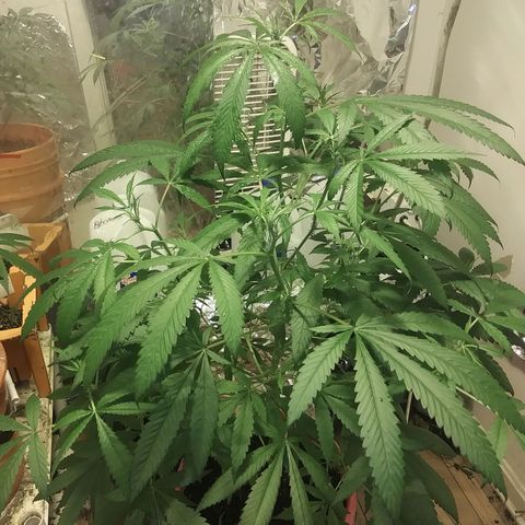 Unknown strain growlog timeline photo