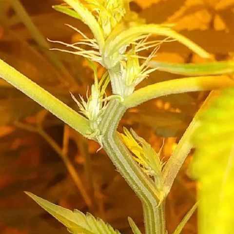 Unknown strain growlog photo: New pics