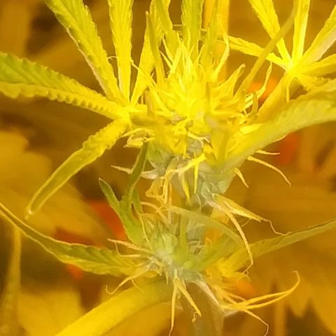 Unknown strain growlog photo: New pics