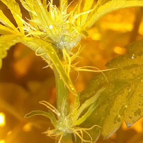 Unknown strain growlog photo: New pics