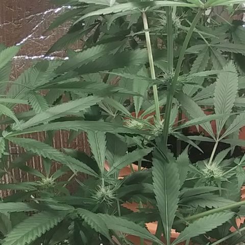 Unknown strain growlog photo: New pics