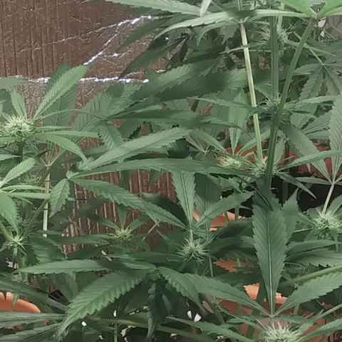 Unknown strain growlog photo: New pics