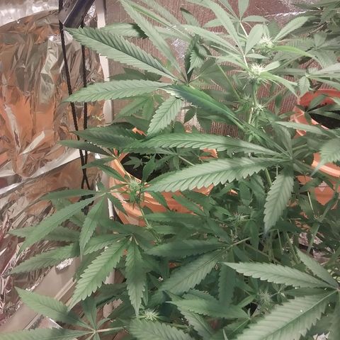 Unknown strain growlog timeline photo