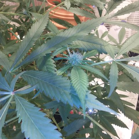 Unknown strain growlog timeline photo