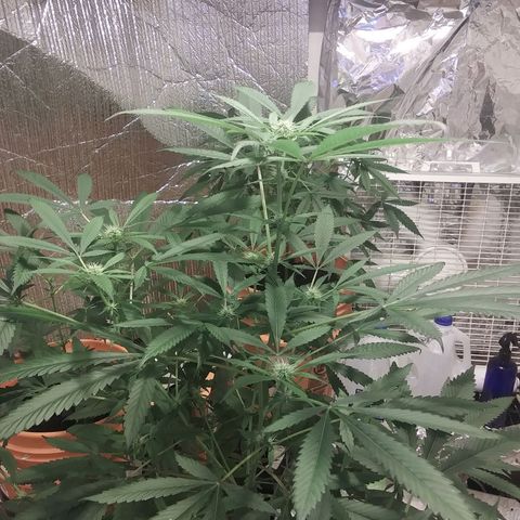Unknown strain growlog timeline photo