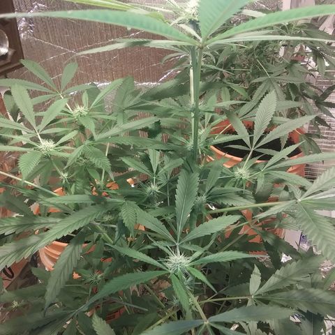 Unknown strain growlog timeline photo