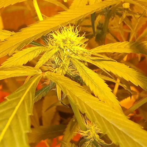 Unknown strain growlog photo: New pics