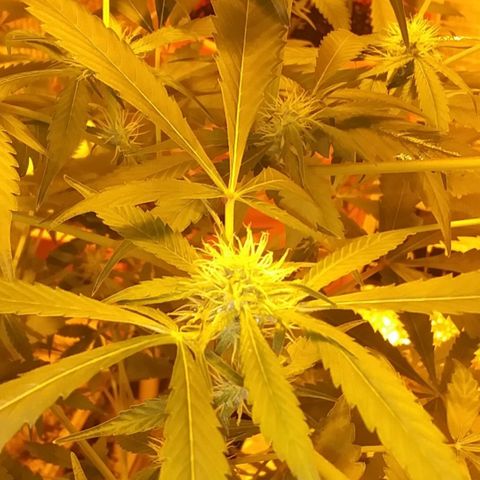 Unknown strain growlog photo: New pics