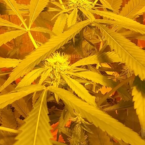 Unknown strain growlog photo: New pics