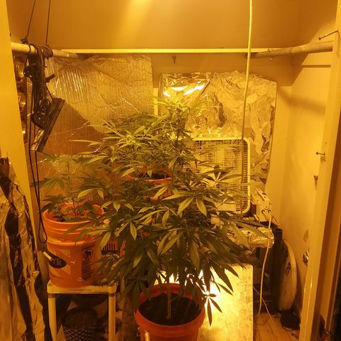 Unknown strain growlog photo: New pics