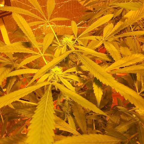Unknown strain growlog photo: New pics