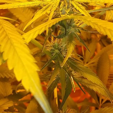 Unknown strain growlog photo: New pics