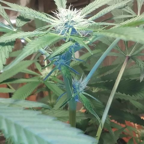 Unknown strain growlog photo: New pics