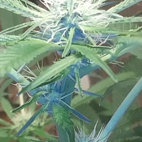 Unknown strain growlog photo: New pics